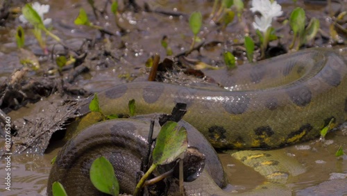 A giant muddied anaconda unfolds and spits out some of its food