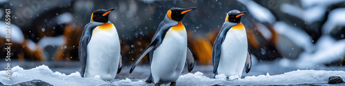 three of emperor penguins in winter on snow in Arctic