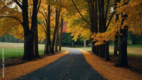 Autumn Trees Along a Driveway Beautiful Green Forest Meets Road  Scenic Autumn Drive Beautiful Trees and Green Forest Along Asphalt Road  Green Forest and Autumn Trees A Beautiful Scene Along an Aspha
