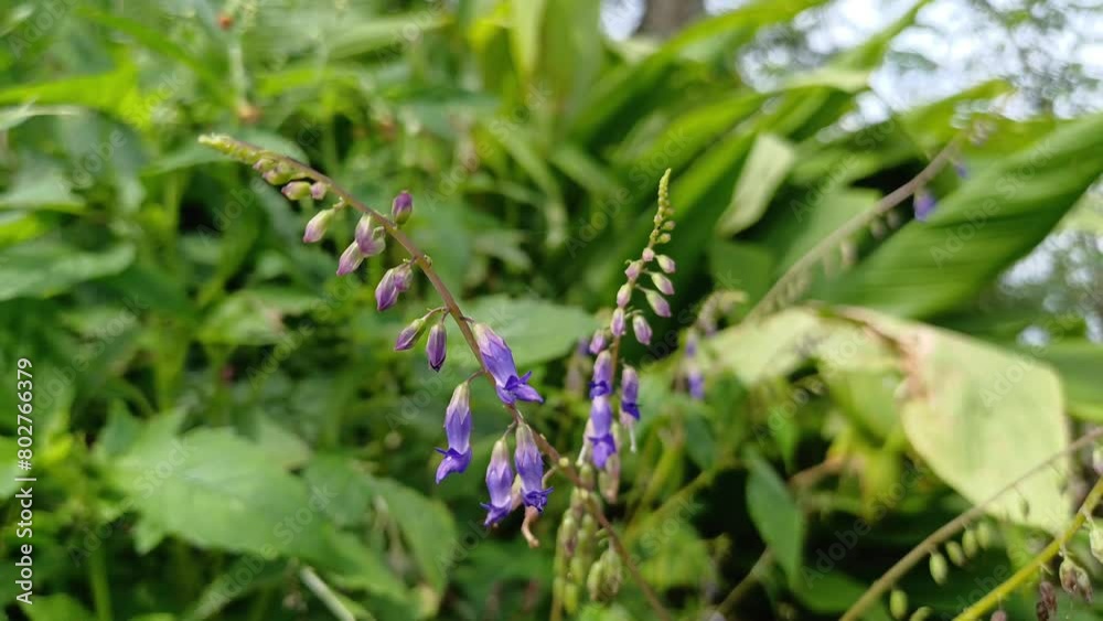 PLANTS WITH BEAUTIFUL FLOWERS SOWING IN THE WIND PLANTS WITH BEAUTIFUL FLOWERS SOWING IN THE WIND