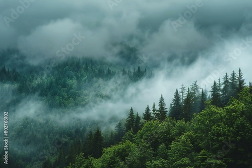 Misty forest in the Carpathian mountains, Ukraine, Europe