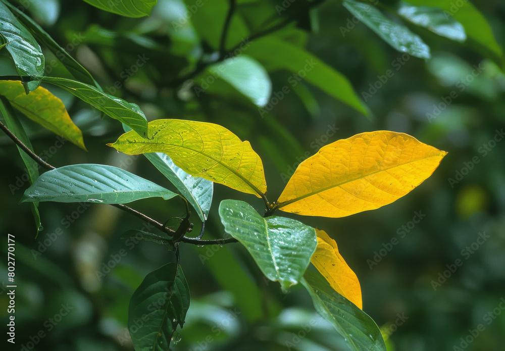 Obraz premium Kopsia fruticosa