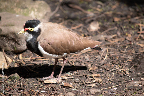 the lapwing has a black cap and broad white eye-stripe, with a yellow eye-ring and bill and a small red wattle over the bill.