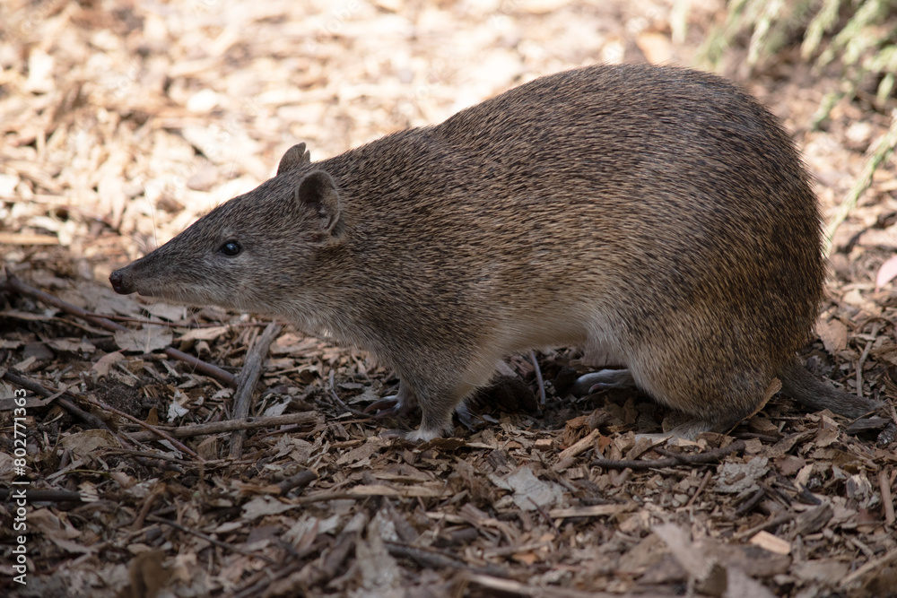 Bandicoots are about the size of a rat and have a pointy snout, humped back, thin tail and large hind feet Bandicoots are about the size of a rat and have a pointy snout, humped back, thin tail and large hind feet