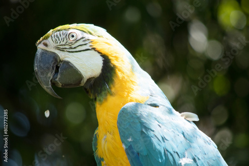 the blue and gold Macaw has back and upper tail feathers of the blue and gold macaw are brilliant blue; the underside of the tail is olive yellow.
