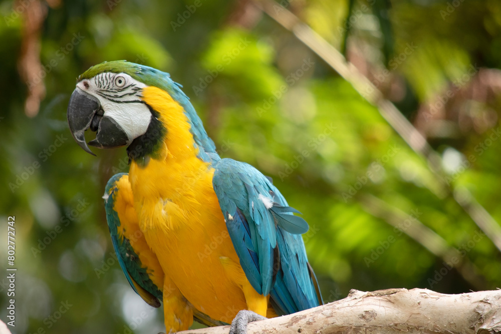 the Back and upper tail feathers of the blue and gold macaw are brilliant blue; the underside of the tail is olive yellow. Forehead feathers are green. the Back and upper tail feathers of the blue and gold macaw are brilliant blue; the underside of the tail is olive yellow. Forehead feathers are green.