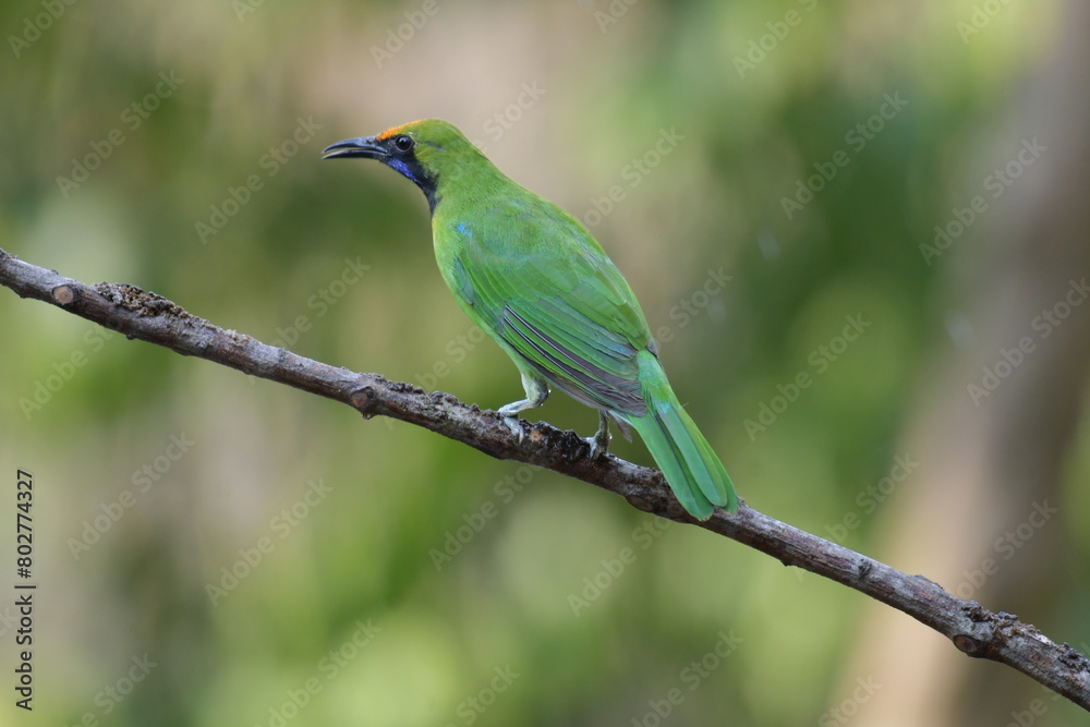Golden-fronted Leafbird Golden-fronted Leafbird