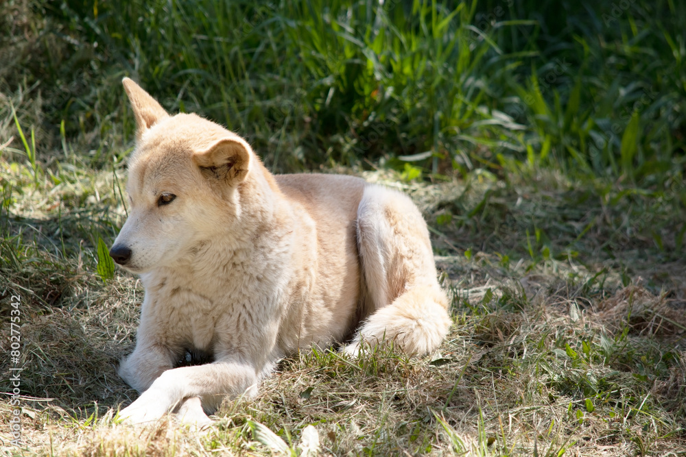 Dingos are a dog-like wolf. Dingos have a long muzzle, erect ears and strong claws. They usually have a ginger coat and most have white markings on their feet, tail tip and chest. Dingos are a dog-like wolf. Dingos have a long muzzle, erect ears and strong claws. They usually have a ginger coat and most have white markings on their feet, tail tip and chest.