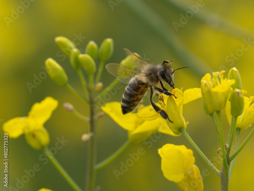 Honey bee in the rapeseed field © Ueli