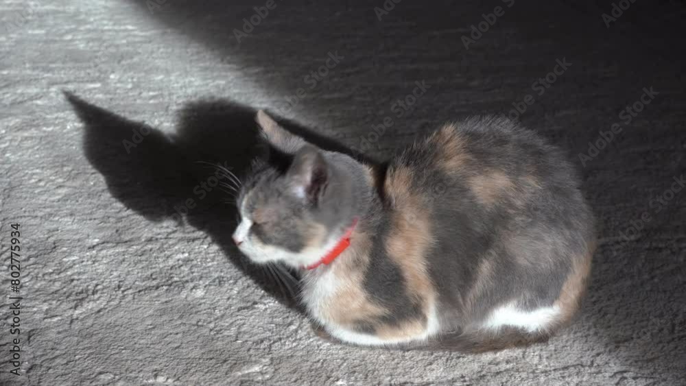 cat basks in the sun, the cat in the room sits on the carpet and basks in the morning sun