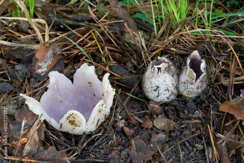 Sarcosphaera coronaria mushroom in the needles. Known as pink crown. Poisonous purple mushrooms in pine forest. photo