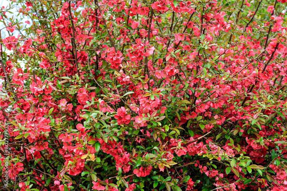 Close up delicate red flowers of Chaenomeles japonica shrub, commonly known as Japanese quince or Maule's quince in a sunny spring garden, beautiful Japanese blossoms floral background, sakura.