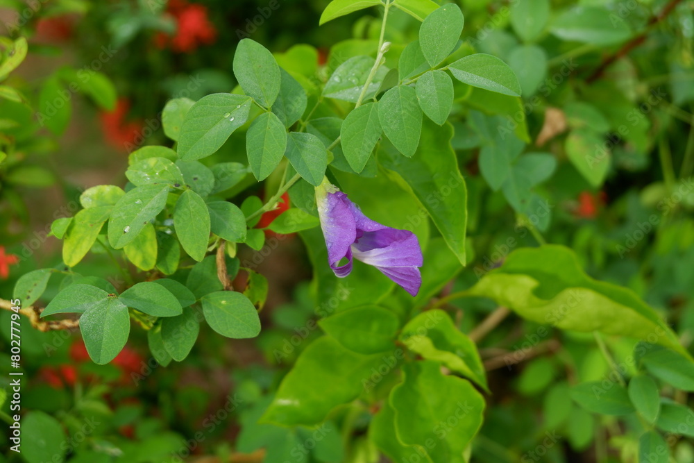 photography of Ternate butterfly pea flower plant photography of Ternate butterfly pea flower plant