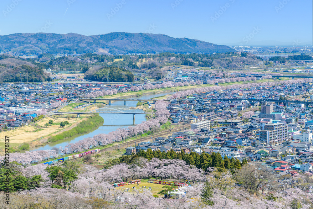 Fototapeta premium 桜 船岡城址公園から一目千本桜を歩く 