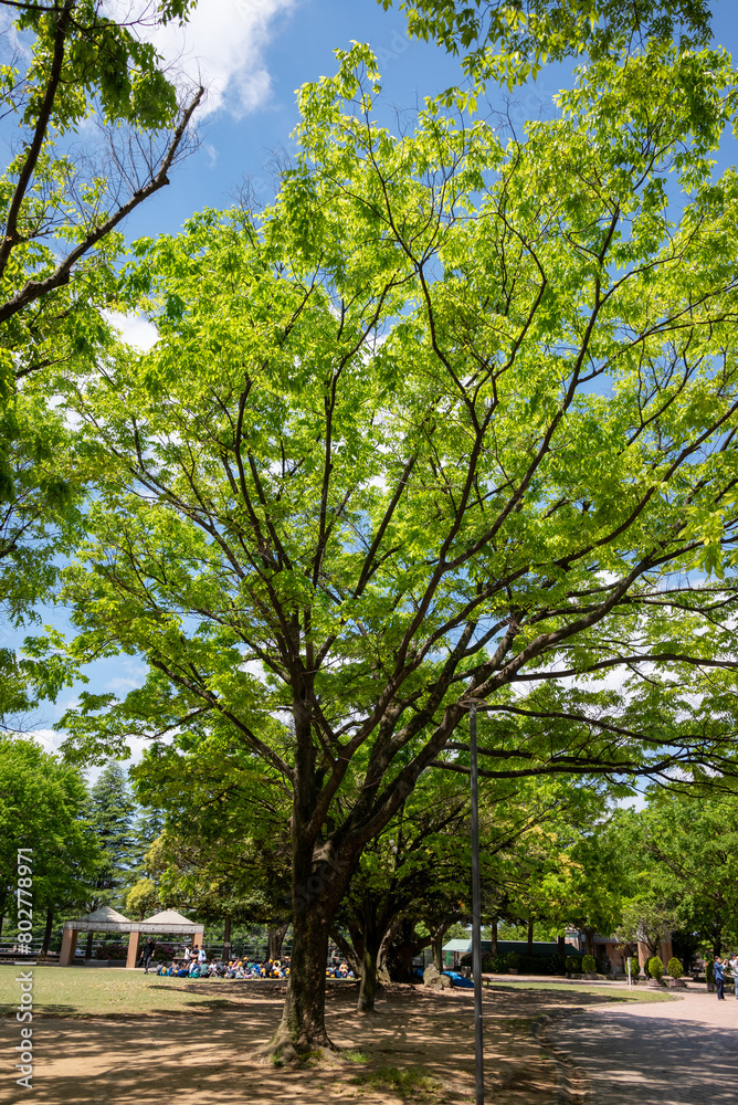 公園の樹木の若葉