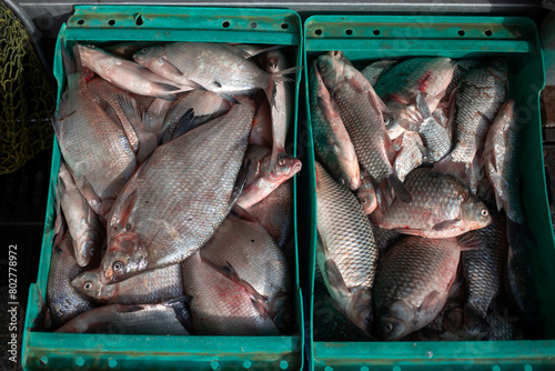 A plastic crate full of freshwater fish
