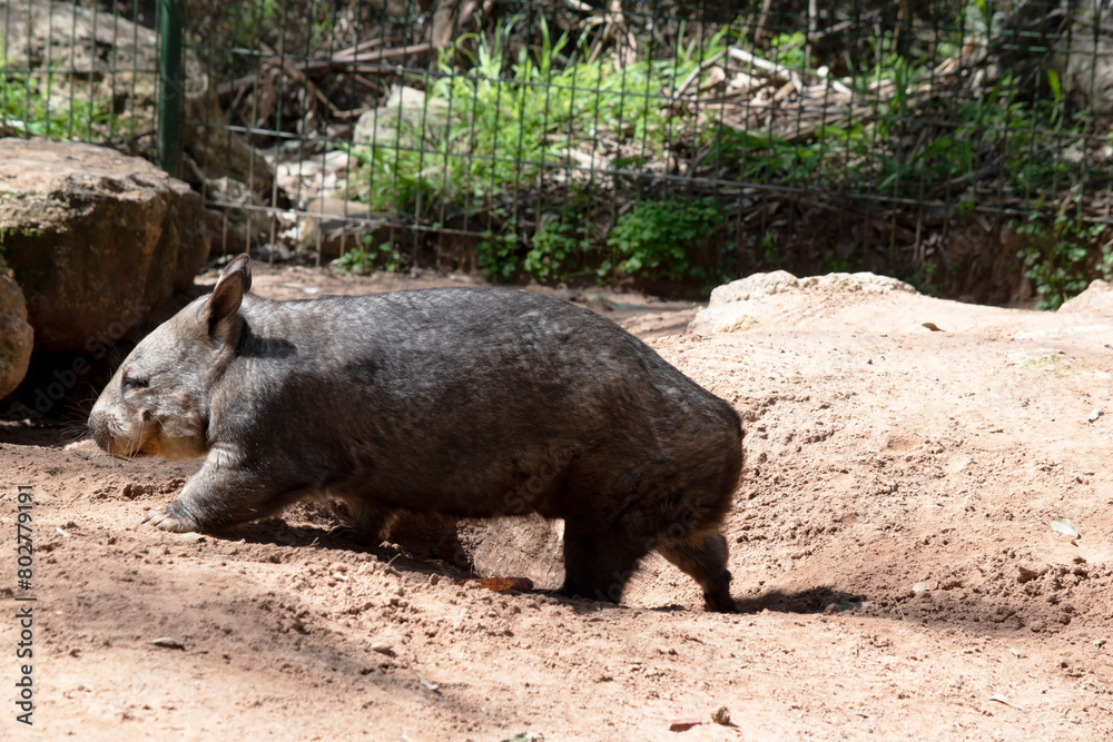 The hairy-nosed wombats have softer fur, longer and more pointed ears and a broader muzzle fringed with fine whiskers then common wombats. The hairy-nosed wombats have softer fur, longer and more pointed ears and a broader muzzle fringed with fine whiskers then common wombats.