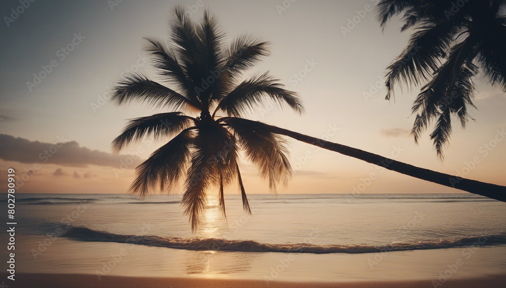 tall coconut tree with a single branch reaching to the sea on the beach in a tropical location, side view
