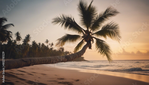 tall coconut tree with a single branch reaching to the sea on the beach in a tropical location  side view 