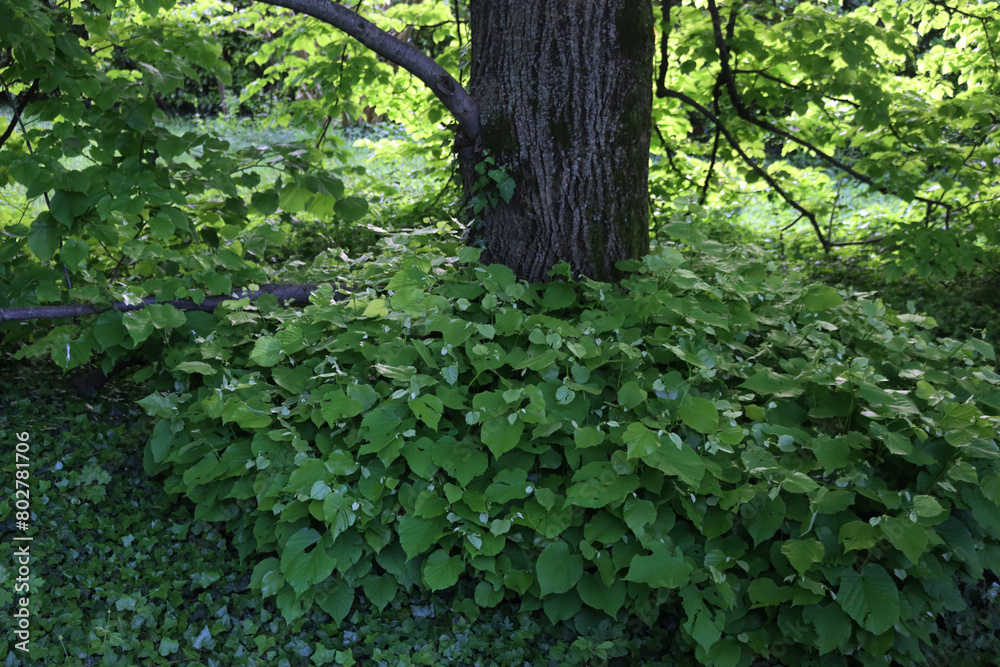 Obraz premium New Linden tree suckers growing at the base of an established tree in the garden. Tilia tree