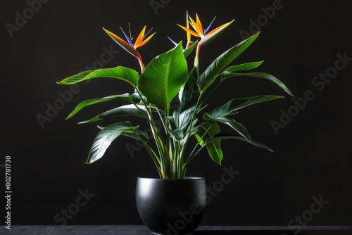 Vibrant Bird of Paradise Plant in Modern Black Pot on Dark Background