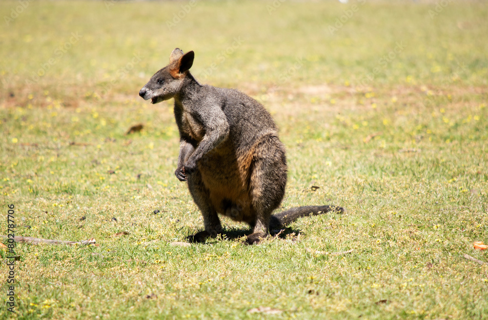 Naklejka premium The swamp wallaby has dark brown fur, often with lighter rusty patches on the belly, chest and base of the ears.