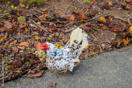 Various breeds of chicken
