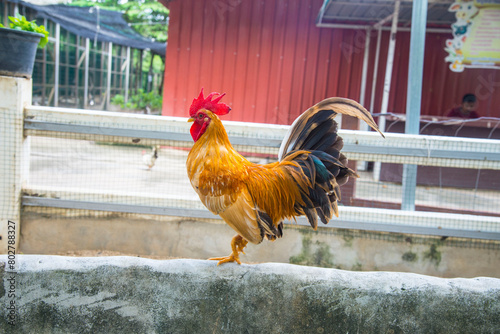Various breeds of chicken