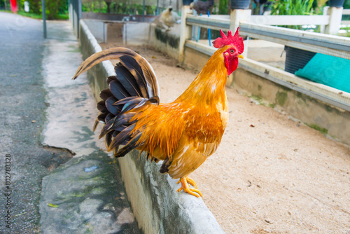 Various breeds of chicken