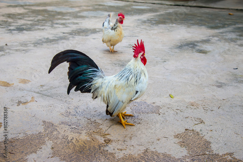 Various breeds of chicken