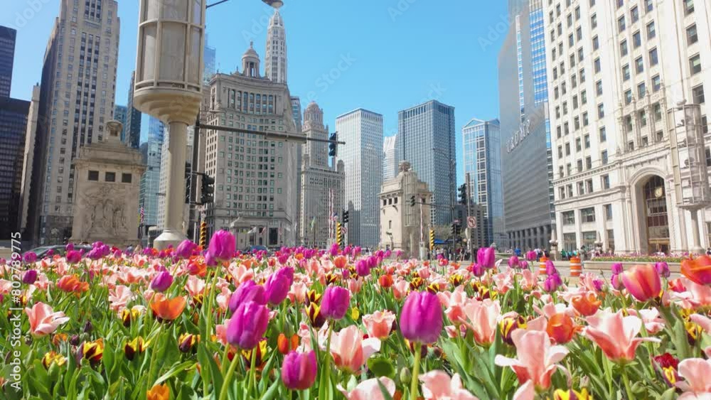 Colorful Tulips On A Bright Spring Day Chicago Downtown City Scene