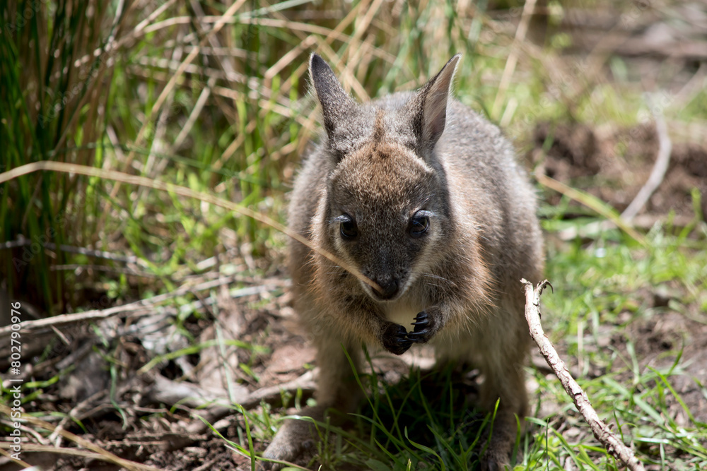 the joey tammar wallaby is mainly grey with tan arms and head the joey tammar wallaby is mainly grey with tan arms and head