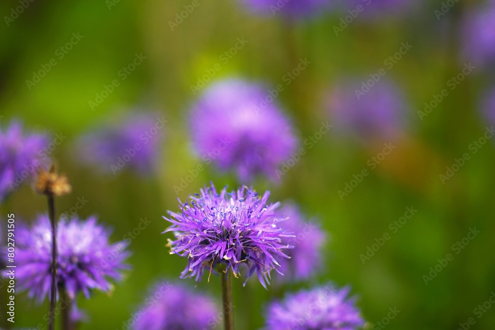 Globularia flowers close up. Flora of Mount Orjen - spring in the mountains of Montenegro