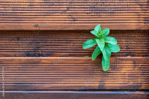 small green plant is growing on a wooden surface © funkenzauber