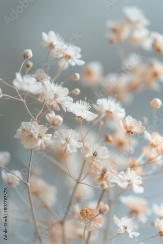 Close up shot of a bunch of white flowers. Perfect for nature and floral designs © Ева Поликарпова