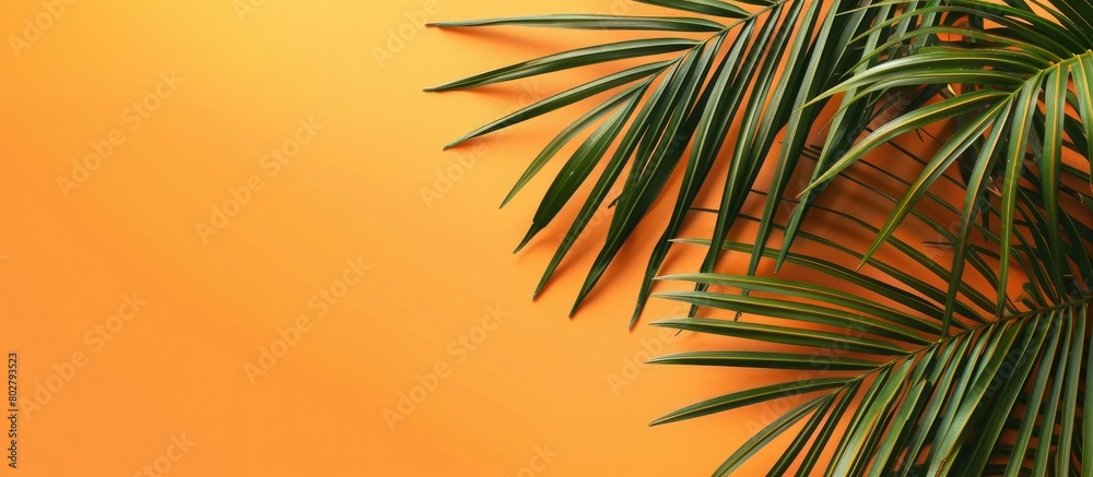 Tropical palm tree leaf on a summer orange background with room for text