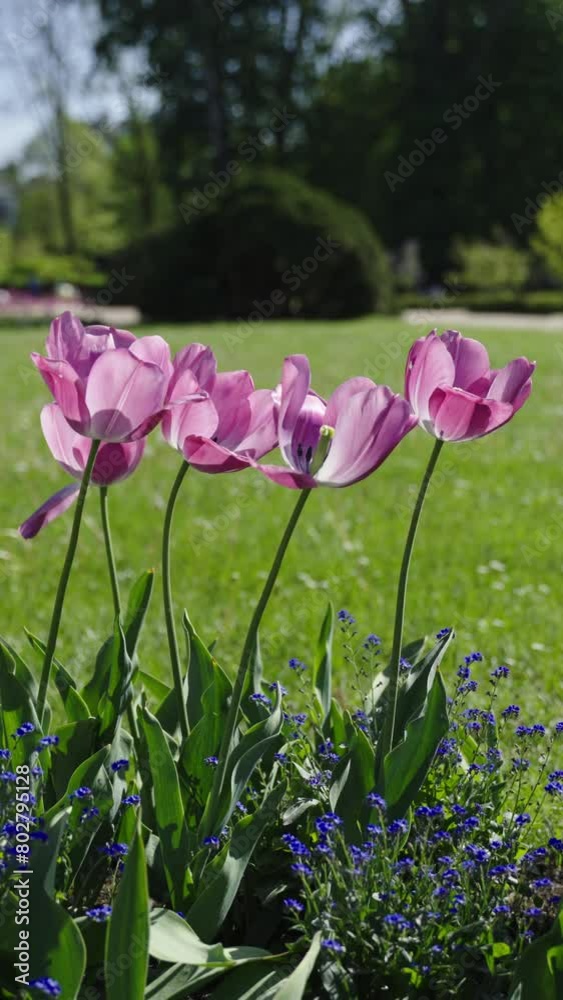 Beautiful Blooming bright Spring tulips flowers close-up on a sunny day in the city park Beautiful Blooming bright Spring tulips flowers close-up on a sunny day in the city park