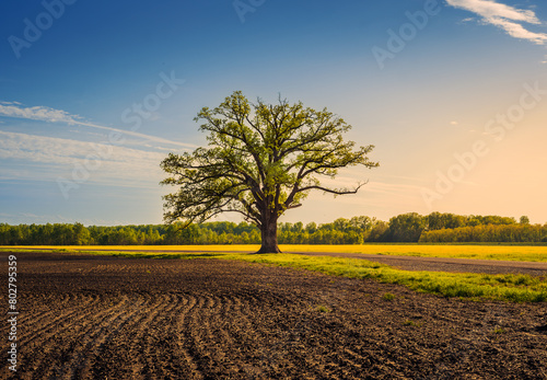 ....View of freshly plowed agricultural field with large oak tree at its edge and blue sky with wispy clouds in background in spring photo