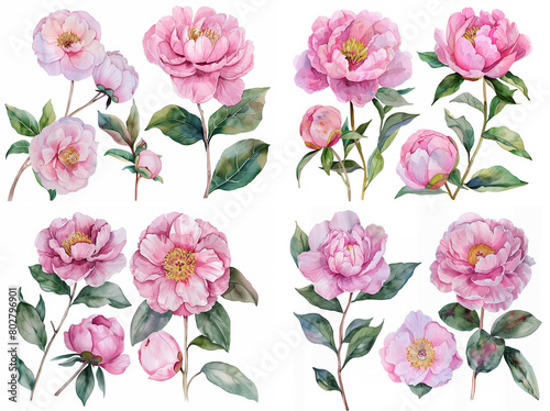 Floral roses elements set. Watercolor botanical illustration of tulip  peony  rose flowers and leaves. Natural objects isolated on white background  romantic hand painted summer purple  pink flowers