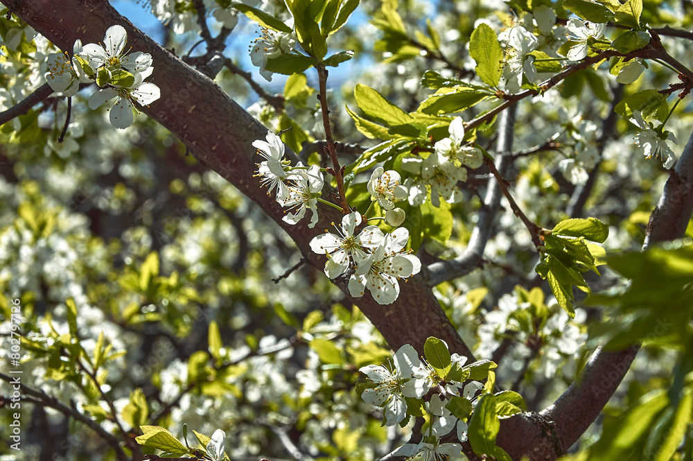 White spring flowers on the branches of a plum tree.