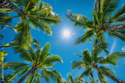 Tropical Background with Palm Trees