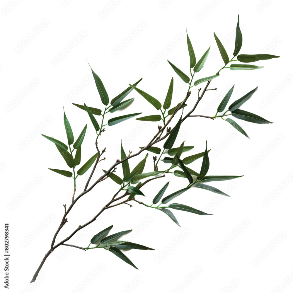 Bamboo branch with leaves isolated on transparent background