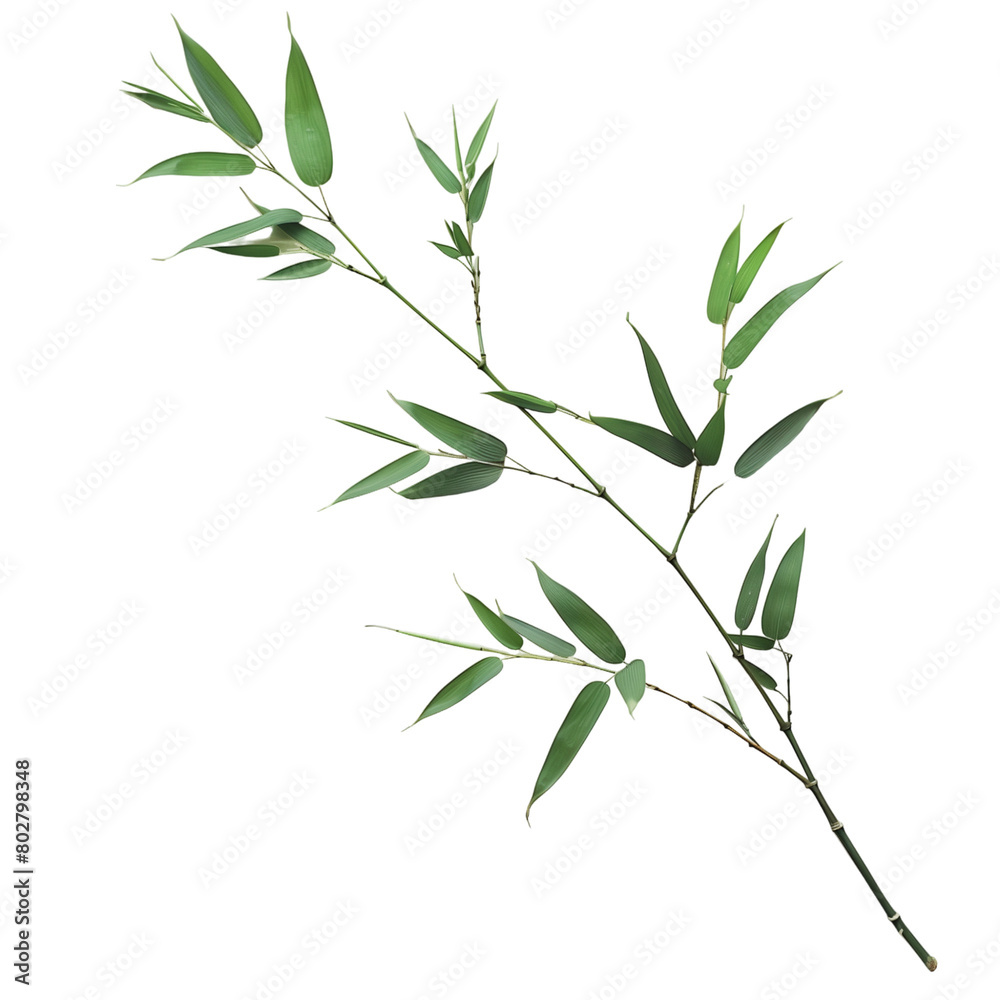 Obraz premium Bamboo branch with leaves isolated on transparent background