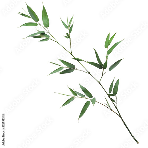 Bamboo branch with leaves isolated on transparent background