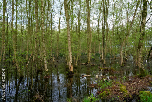 Naturschutzgebiet Zwillbrocker Venn