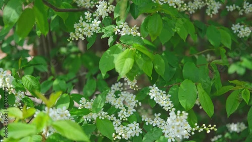 Bird-cherry tree in full bloom. Bird cherry flowers close up on blurred green background. Flowering Prunus Avium Tree with White Little Blossoms. View of a blooming in Spring. Copy space for text. photo