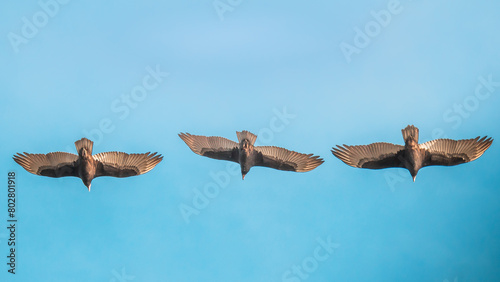 Three birds soaring with wings outstretched in the sky of Cobquecura, Nuble Region, Chile photo