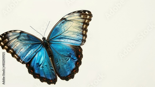 A beautiful blue butterfly flying through the air. Perfect for nature and wildlife themes