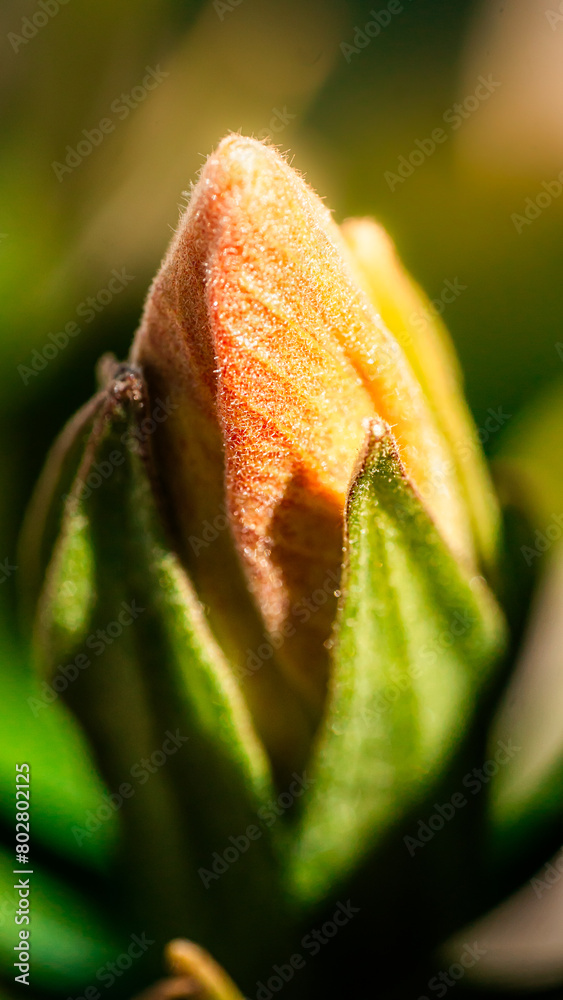 Close-up of an orange flower bud illuminated by sunlight Close-up of an orange flower bud illuminated by sunlight
