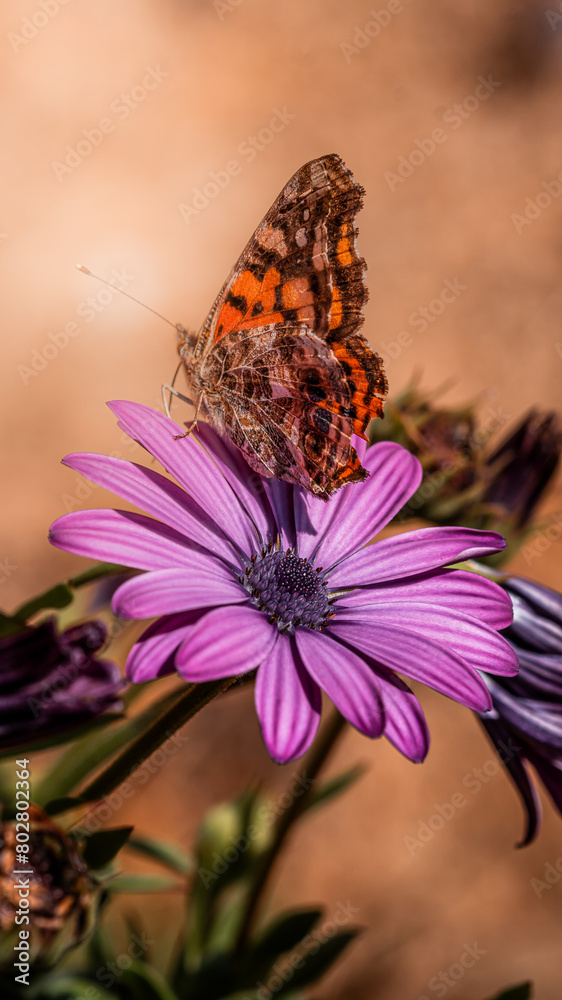 Close-up of a Vanessa annabella butterfly resting on a flower's petals Close-up of a Vanessa annabella butterfly resting on a flower's petals